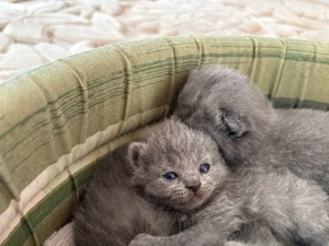 Puiuti british shorthair - imagine 3