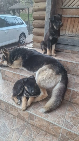 Pui ciobanesc german - imagine 2