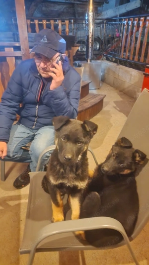 Pui ciobanesc german