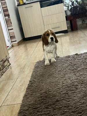 Băiat Beagle își caută familie iubitoare - imagine 2