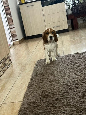 Băiat Beagle își caută familie iubitoare - imagine 3