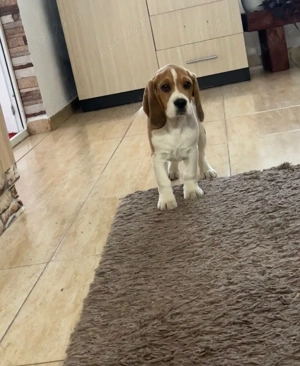  Mailo își caută familia pentru totdeauna!    - imagine 3