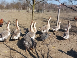 Gaste Africane masculi si femele - imagine 5