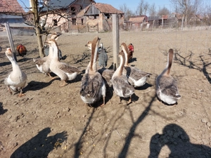 Gaste Africane masculi si femele - imagine 4