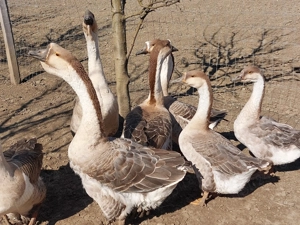 Gaste Africane masculi si femele - imagine 3