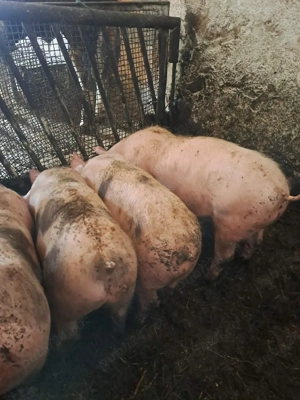 vand purciei - imagine 2