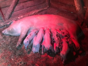 Vând scroafă cu purcei  - imagine 2