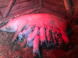 Vând scroafă cu purcei 