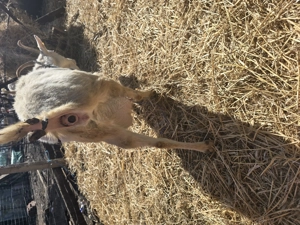 De vanzare - imagine 2