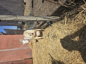 De vanzare - imagine 4