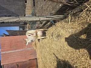 De vanzare - imagine 5