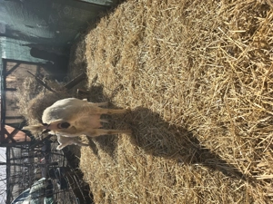 De vanzare - imagine 3