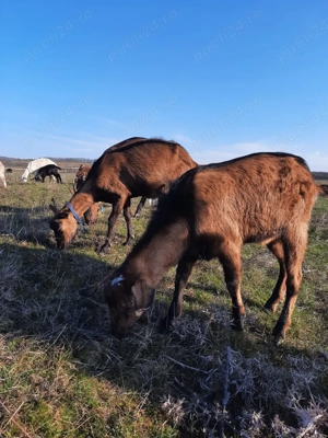 tap sut genetic - imagine 2