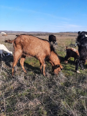 tap sut genetic - imagine 5