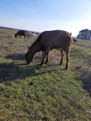 tap sut genetic - imagine 3