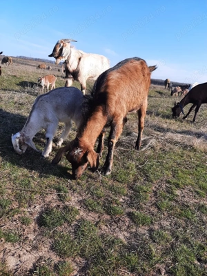 tap sut genetic - imagine 4