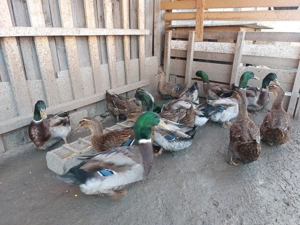 Rate si ratoi Rouen salbatic - imagine 5