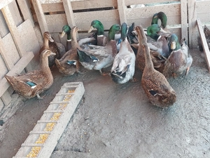 Rate si ratoi Rouen salbatic - imagine 4