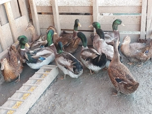 Rate si ratoi Rouen salbatic - imagine 2