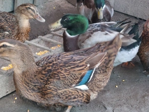 Rate si ratoi Rouen salbatic - imagine 3