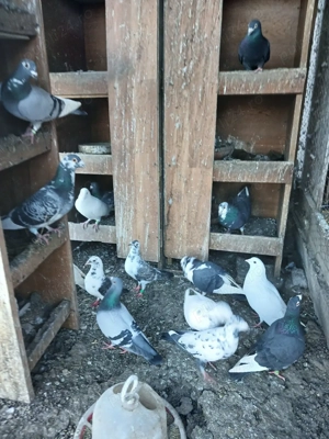 Porumbei din vară  - imagine 3