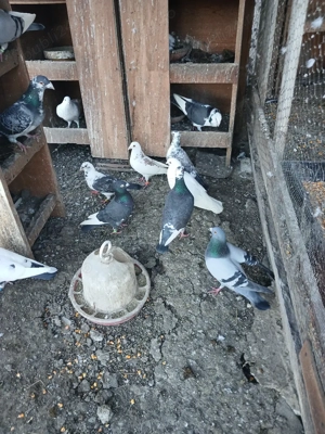 Porumbei din vară  - imagine 4