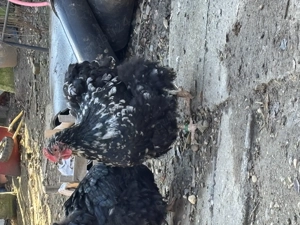 Orpington bobat 2025 - imagine 2