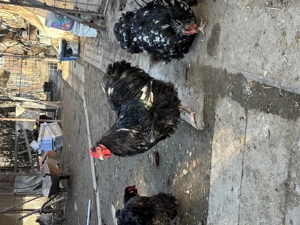 Orpington bobat 2025 - imagine 4