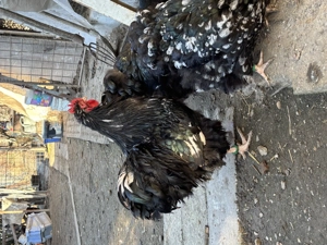 Orpington bobat 2025