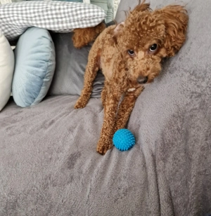 Cavapoo adorabil, 1 an - imagine 2