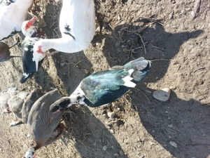 Rate mute lesesti de vanzare - imagine 4