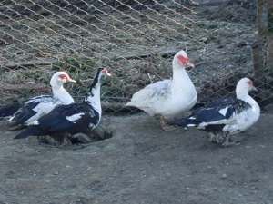 Rate mute lesesti de vanzare