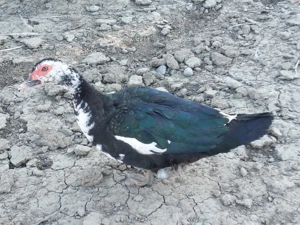 Rate mute lesesti de vanzare - imagine 3