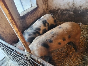 Porci de 80-100 kg de vanzare - imagine 3