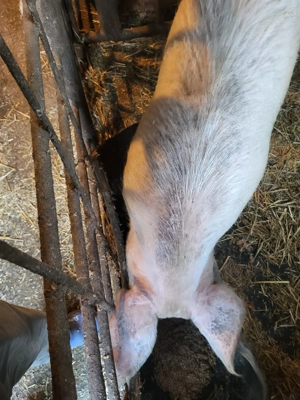 Porci de 80-100 kg de vanzare