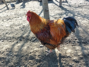 Schimb sau vand cocos Wiandotte GSG - imagine 3