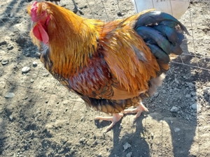 Schimb sau vand cocos Wiandotte GSG - imagine 4