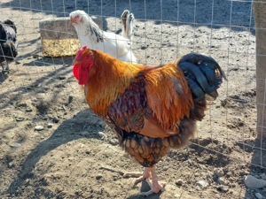 Schimb sau vand cocos Wiandotte GSG - imagine 5