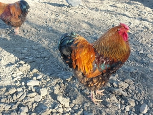 Schimb sau vand cocos Wiandotte GSG - imagine 2