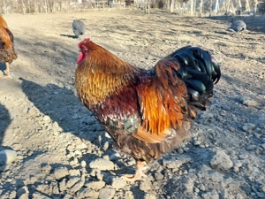 Schimb sau vand cocos Wiandotte GSG