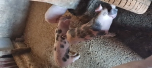 Purcei Landrace cu monta Petrain  - imagine 3