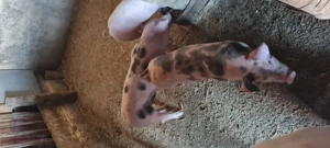 Purcei Landrace cu monta Petrain  - imagine 2