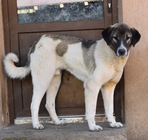 Ciobanesc Asia Centrală ( Alabai) 6 luni - imagine 2