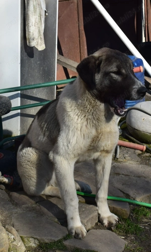 Ciobanesc Asia Centrală ( Alabai) 6 luni - imagine 4