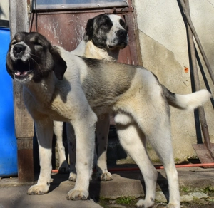 Ciobanesc Asia Centrală ( Alabai) 6 luni