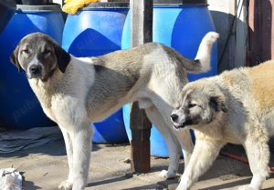 Ciobanesc Asia Centrală ( Alabai) 6 luni - imagine 3