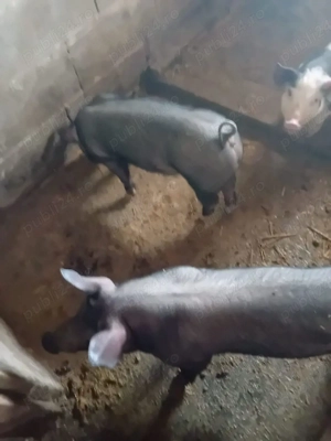 3 vierusi 7 saptamani, rasa hamshire cu petrain,20-25 kg,600buc ptr reproducere sau ingrasare ,  - imagine 2