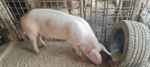 Porc castrat 80kg + - - imagine 3