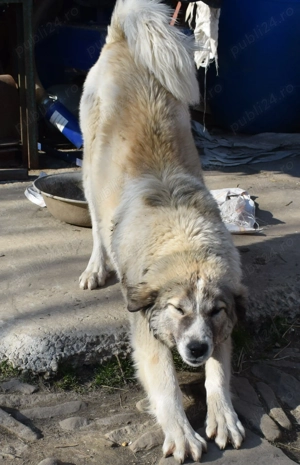 Ciobanesc Asia Centrală ( Alabai) 6 luni - imagine 5