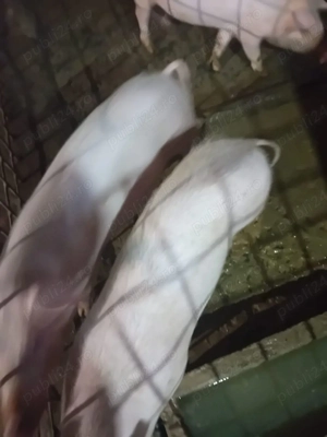 vand purcei rasa marele alb cu landrace,25-35 kg 600 buc si 2 buc petrain la 35 kg buc 600  - imagine 2